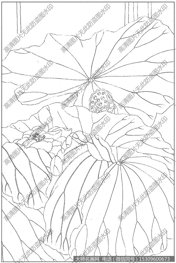 荷花 线描图片高清大图24下载