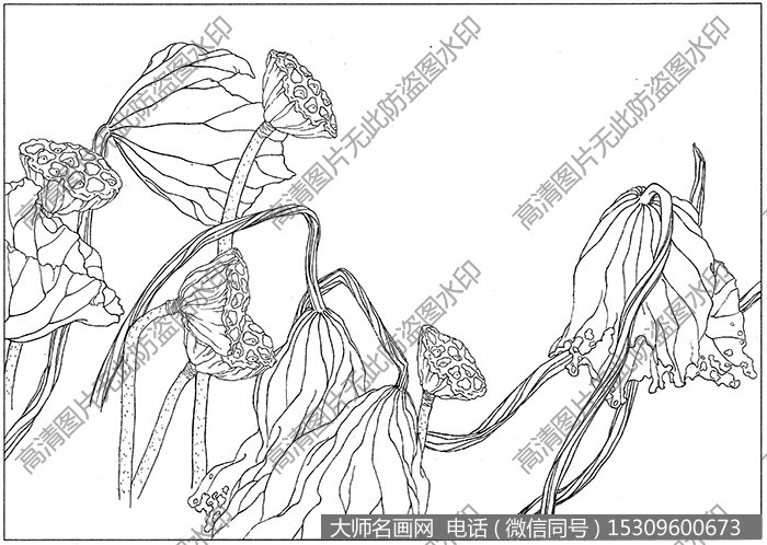 荷花 白描底稿高清大图51下载