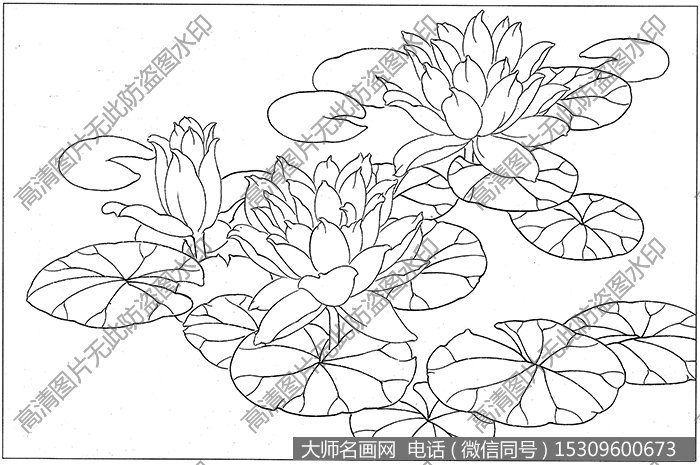 荷花 白描底稿高清大图58下载