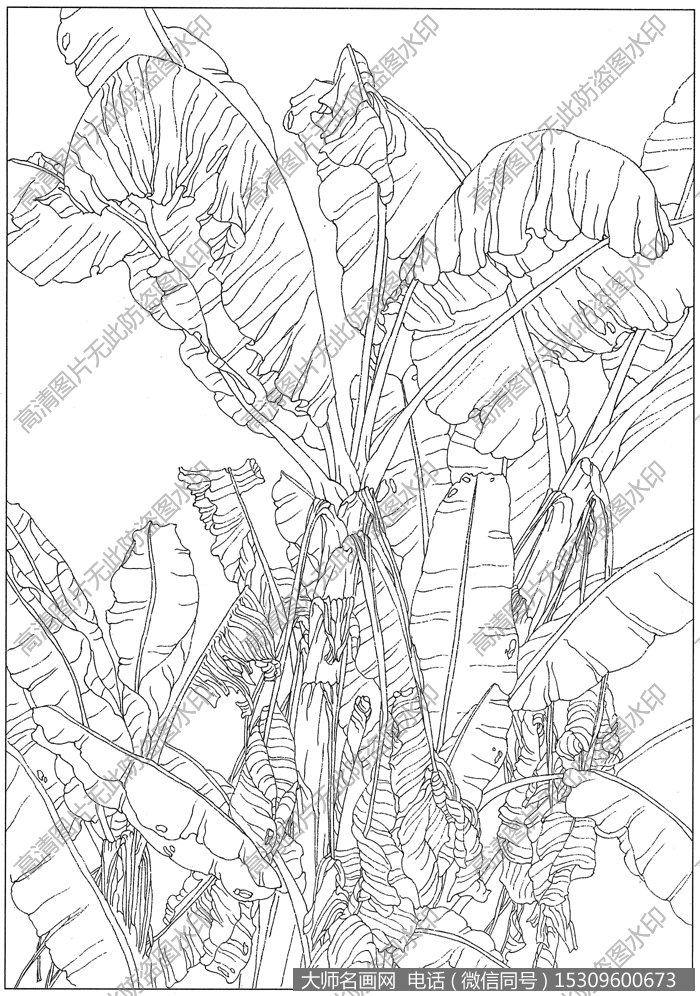 芭蕉 白描底稿高清大图4下载