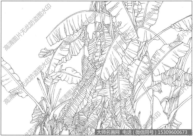 芭蕉 线描图片高清大图7下载