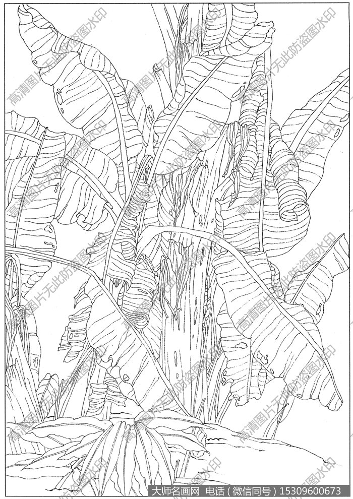 芭蕉 白描底稿高清图片5下载