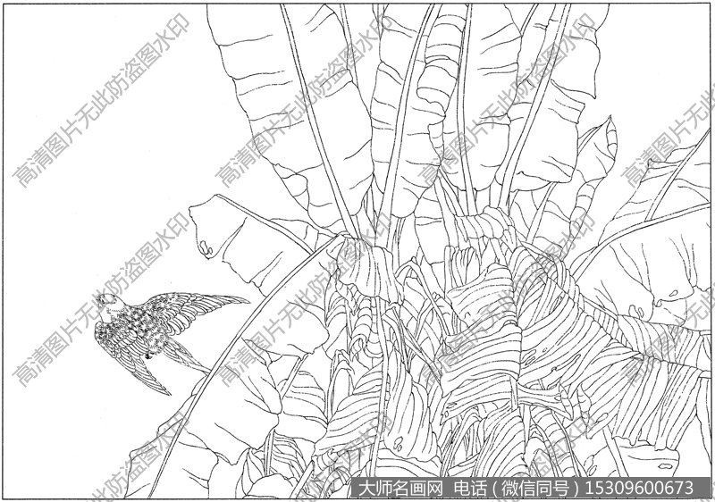 芭蕉 白描底稿高清大图15下载