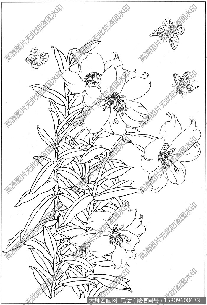 百合花 白描底稿高清大图4下载