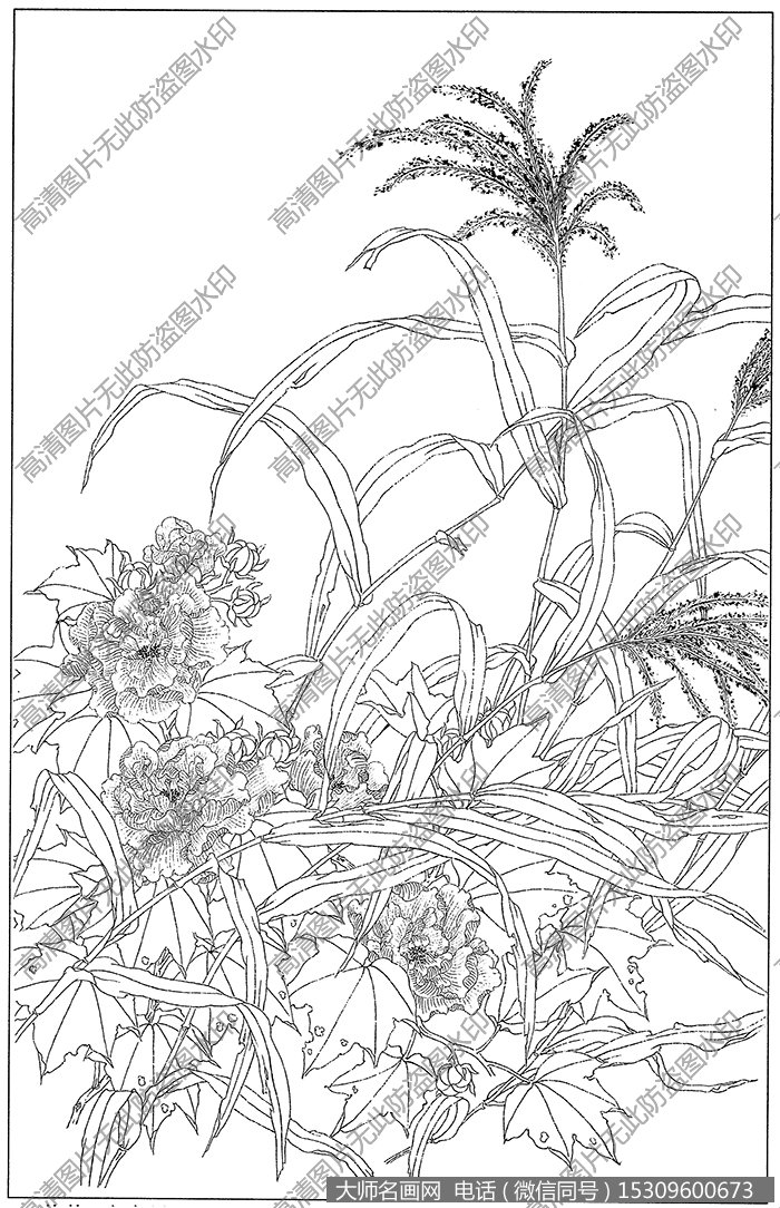 芙蓉 白描图片高清7下载