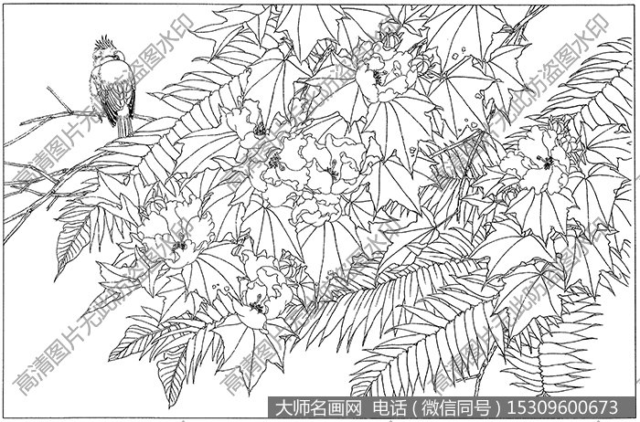 芙蓉 白描图片高清15下载