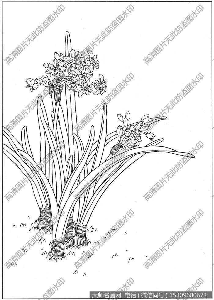 水仙花 线描图片高清大图6下载