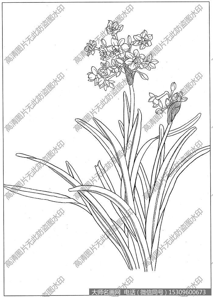 水仙花 白描图片高清11下载