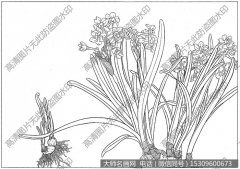 水仙花 线描图片高清大图12下载