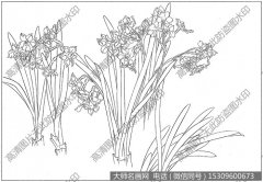 水仙花 白描底稿高清图片14下载