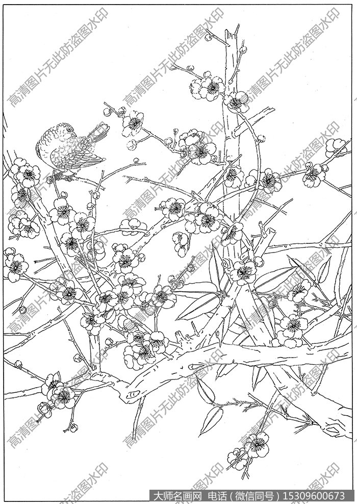 梅花 白描图片高清10下载