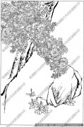 菊花 白描图片高清3下载