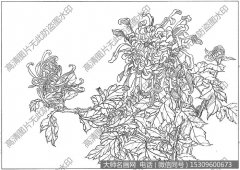 菊花 白描图片高清20下载