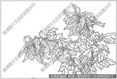 菊花 白描图片高清23下载