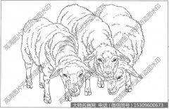 羊 白描底稿高清图片12下载