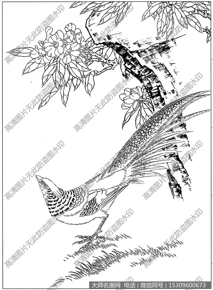 家鸡_野鸡 白描底稿高清图片4下载