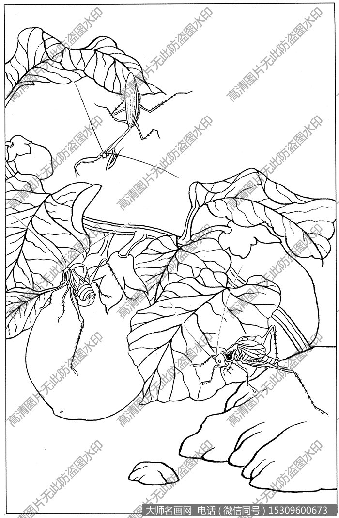 草虫 白描图片高清3下载