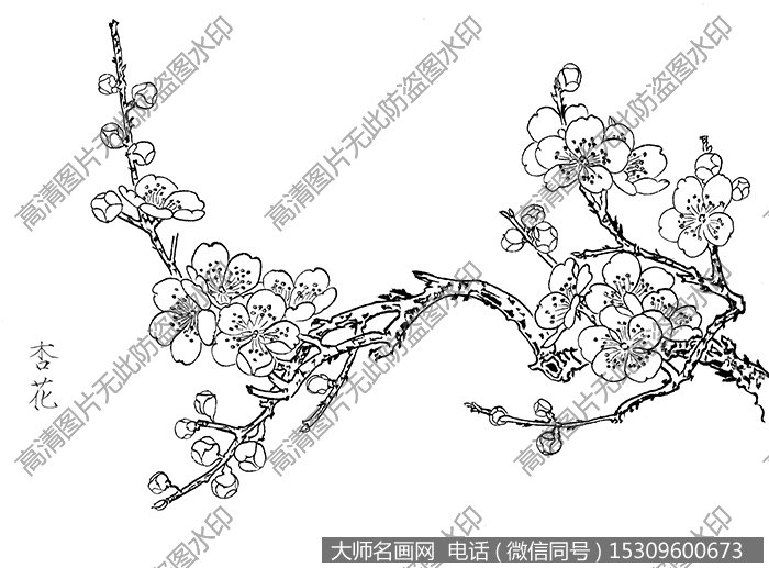 杏花 线描图片高清大图55下载